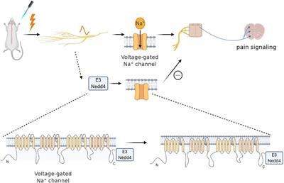 Role of the Ubiquitin System in Chronic Pain